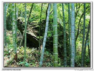 岣嶁峰國家森林公園