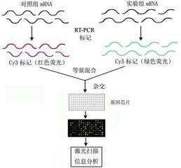 基因晶片