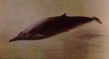 柯氏喙鯨