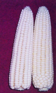 （圖）天河珍珠糯玉米