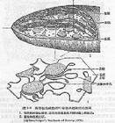 葉綠體超微結構