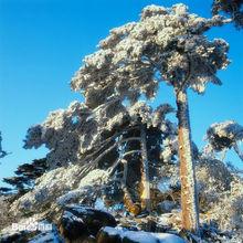 堯山壽松（冬季的堯山）