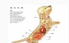 狗的消化系統