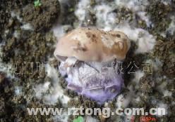 紫丁香蘑