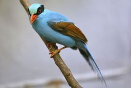 藍綠鵲中南亞種