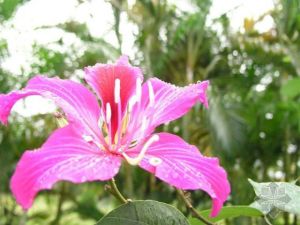 （圖）煙霧花