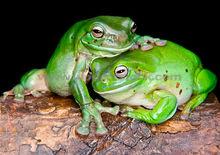 澳大利亞綠色雨蛙