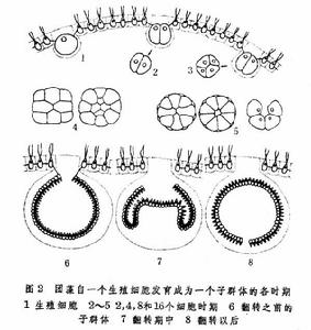 團藻屬