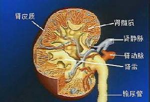 老年人急進性腎炎