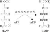 異檸檬酸裂解酶