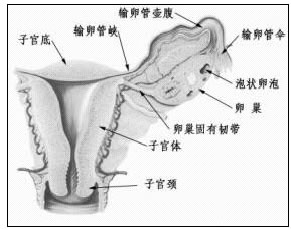 （圖）原發性卵巢絨癌