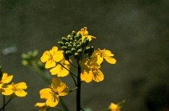 Canola