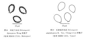 刺孢黑腹菌