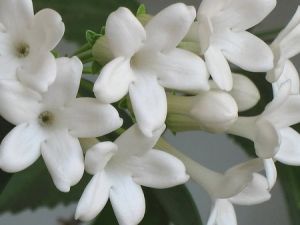 Jasminum sambac