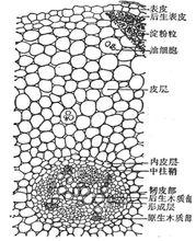 北細辛（根）橫切面詳圖