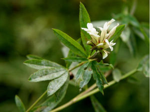 白花野火球