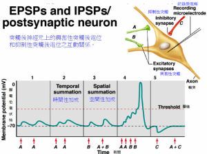 興奮性突觸後電位