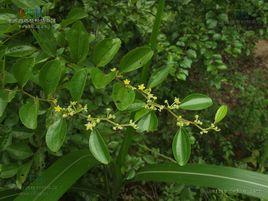 馬甲子根[植物]