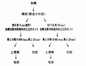 水提取膠原蛋白