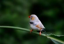 珍珠鳥[雀形目梅花雀科草雀屬鳥類]