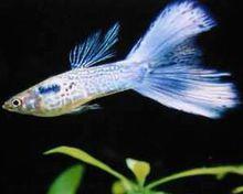 寶石藍美杜莎孔雀魚