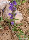 Scutellaria baicalensis