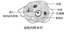 齒齦內阿米巴結構組成