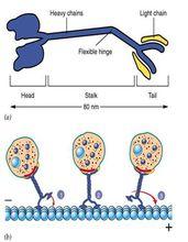 驅動蛋白kinesin