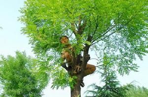 小英雄雨來[電影] 劇照