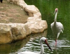 香江野生動物園