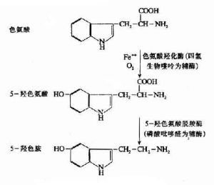 5-羥色胺