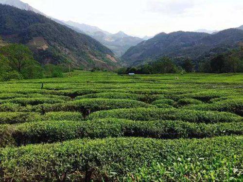 國勝茶產地環境