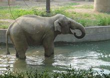 米蓋拉在北京動物園