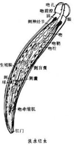 淡水紐蟲