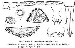 柳粉虱蚜