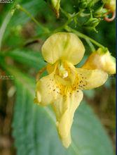 金鳳花[鳳仙花屬植物]