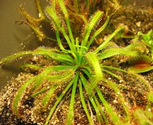 好望角毛氈苔（學名：Drosera capensis），又名南非茅膏菜