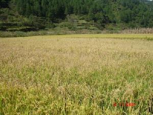 大壩興自然村特色產業-水稻種植