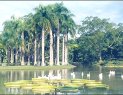 中科院植物園