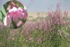 羅布麻花茶