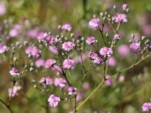 圓錐石頭花