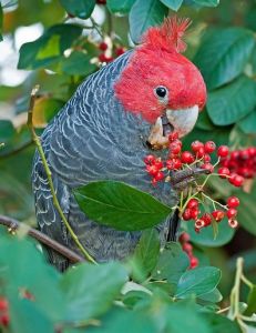 紅冠鳳頭鸚鵡