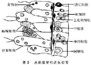 （圖）營養細胞