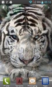 Tigers