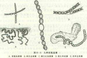 固氮藍藻