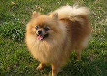 Pomeranian (dog breed)