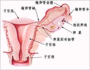 輸卵管性不孕不育