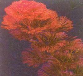 紅菊花草