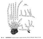 角斑假尾孢