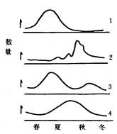 稻苞蟲